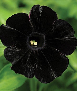 黑色矮牵牛碧冬茄属是一类原产于南美洲的草本植物喇叭形类似牵牛花