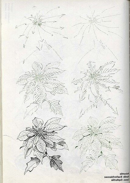 植物速写画法2