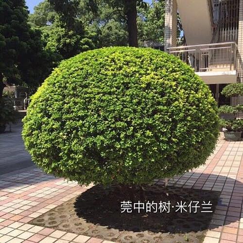 米仔兰球
