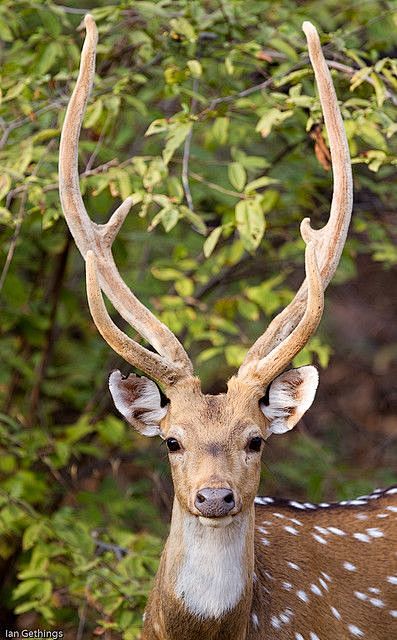 萌# #野生动物# #鹿# #大角鹿# #梅花鹿# #鹿角# #摄影