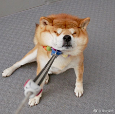 绿豆小米猪采集到Bark-柴犬