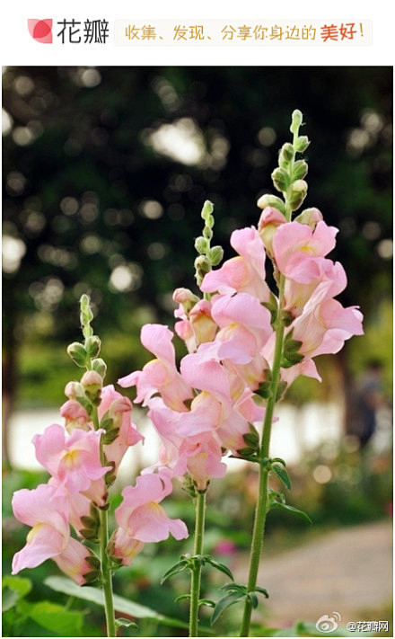 金鱼草 玄参科多年生草本植物 7月10日生日花 这种植物在日本的神户时代因为花朵形状像金鱼 所以被人们取名为金鱼草 在欧洲则因为这种植物长得很像狮子或拳狮狗 而有不同的称呼 今天出生的人浑身上下充满一股谜样的气质 因此金鱼草的花语也是 伪装