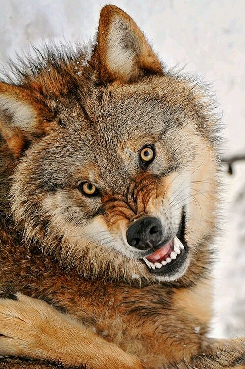 世界上最帅的狼图片图片