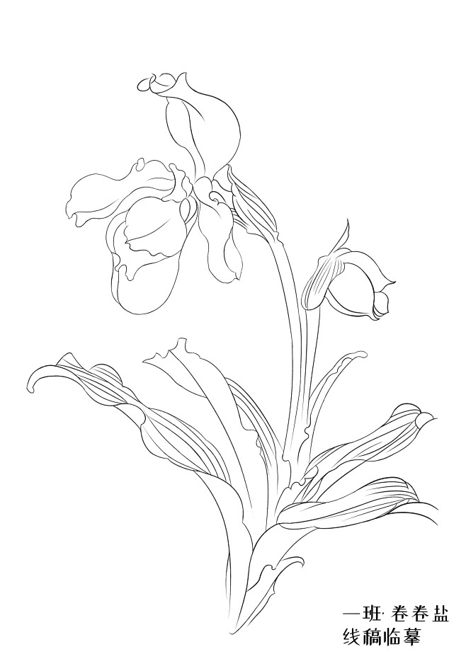 植物线稿