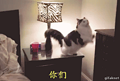 小妖Sika采集到可爱GIF