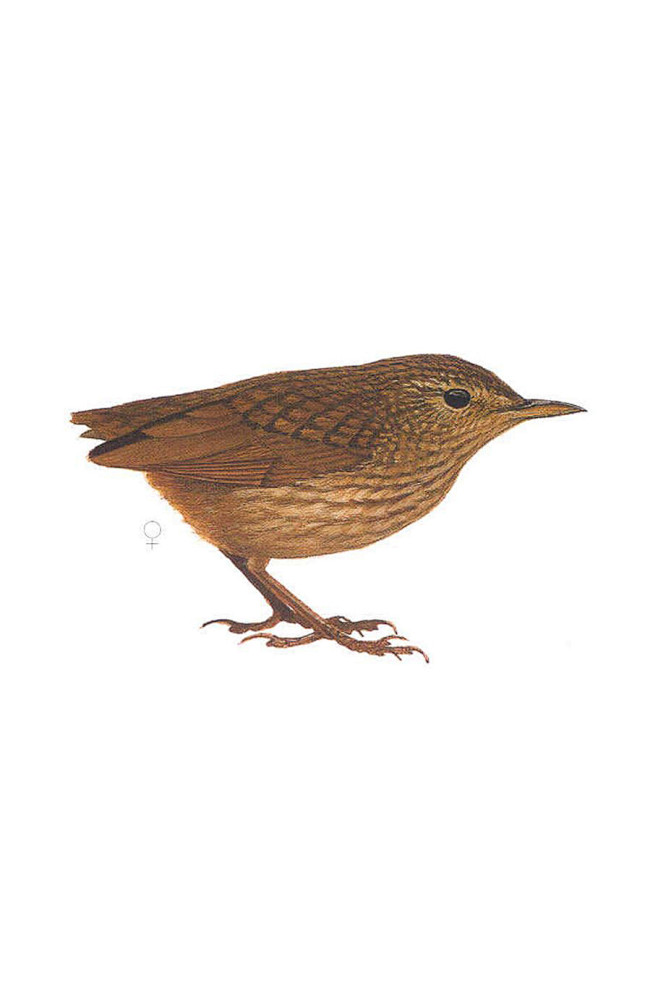 雀形目·刺鹩科·异鹩属:斯蒂芬岛异鹩