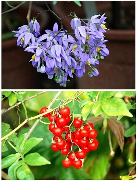 藤茄solanumseaforthianum茄科