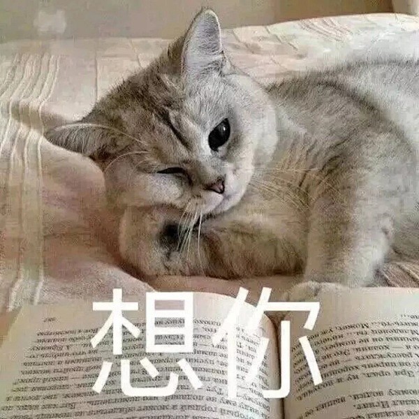 michael猫表情包图片