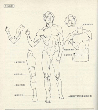 老妇女采集到人体结构