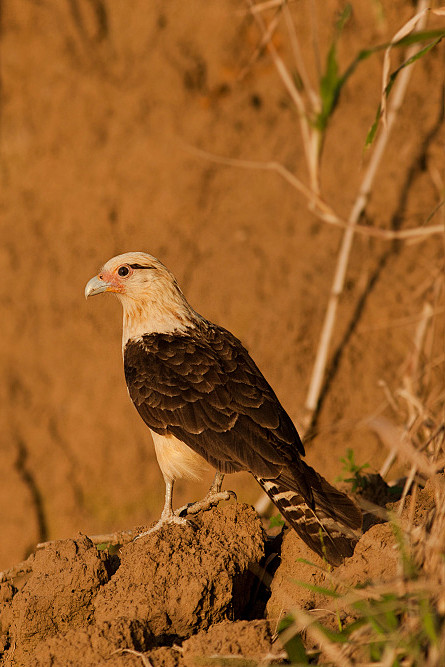隼形目隼科叫隼属黄头叫隼