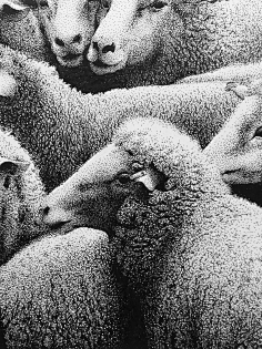 谭伯虎钢笔画采集到钢笔画by谭伯虎