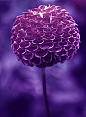 紫色绒球大丽花 "Mary's Jomanda"：菊科大丽花属，原产墨西哥、危地马拉、哥伦比亚高原地带，花品种已超过3万个，是世界上花卉品种最多的物种之一。墨西哥人把它视为大方、富丽的象征，因此将它尊为国花。