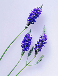 月花瓣采集到花