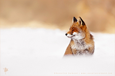 焦糖沫采集到Fox〔狐狸〕