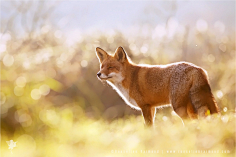 焦糖沫采集到Fox〔狐狸〕