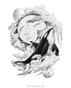 鲸鱼骨素描图片