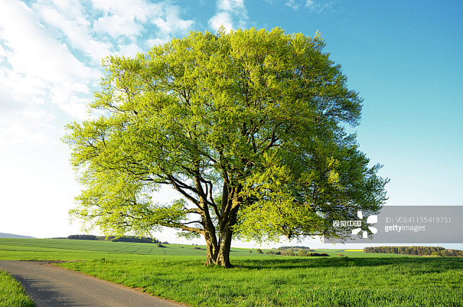 oldbeechtreewithnewleavesduringspringinfields创意图片