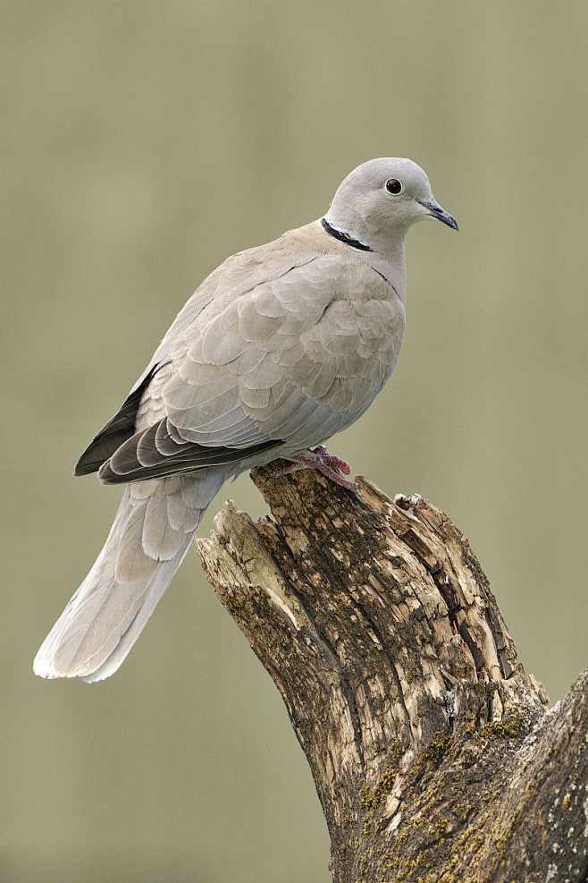 鸽形目鸽鸠科斑鸠属灰斑鸠