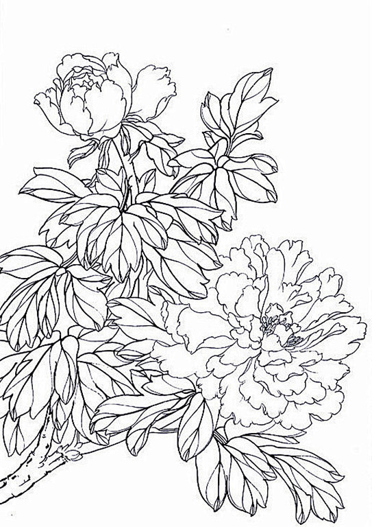名家白描花鸟之牡丹篇