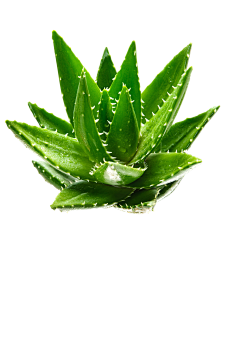无e不设采集到植物