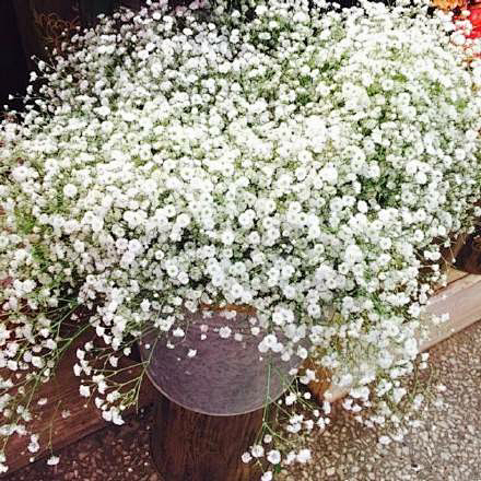 满天星的英文名非常美 Baby S Breath 花语 甘愿做配角 只愿在你身边