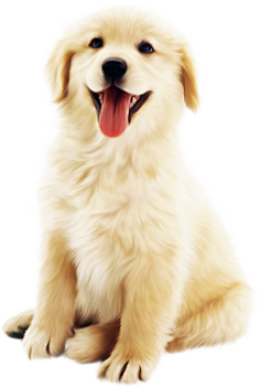 猫狗宠物纯色背景素材 花瓣网 陪你做生活的设计师 创意手提袋设计 好玩