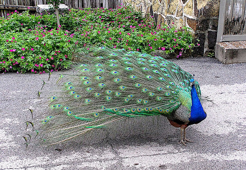 flickr搜寻peacocksflickrphotosharing