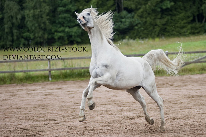 这组图片可以让我们从不同角度观察马还有一些动作细节总体来说挺棒的