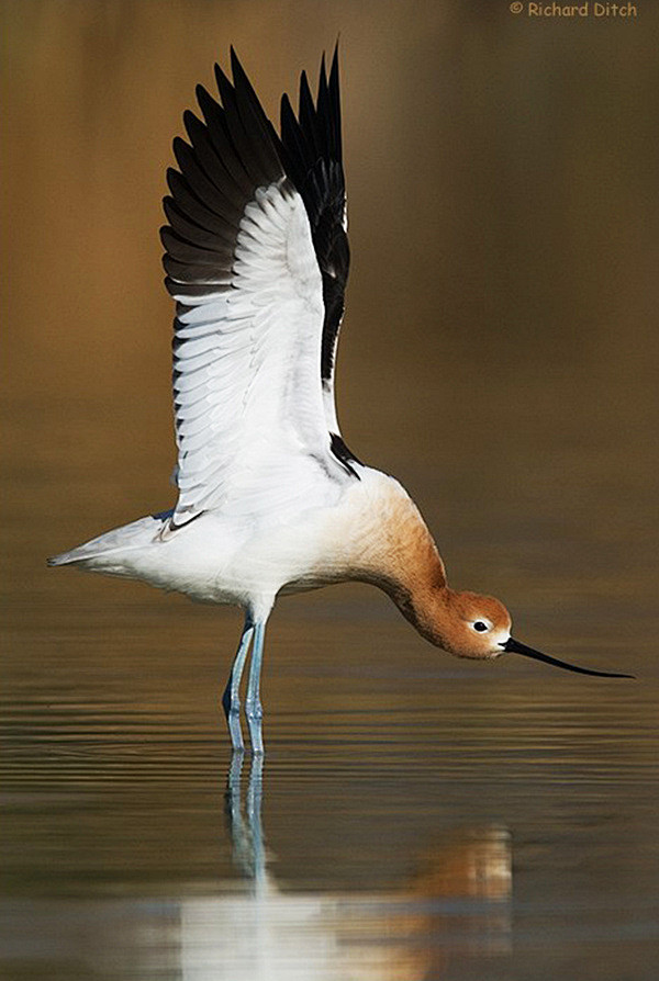 完美的一张鸟类肖像