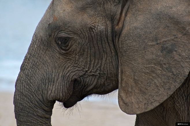 野生动物哺乳动物动物大象脸elefant酒店动物摄影图片图片壁纸