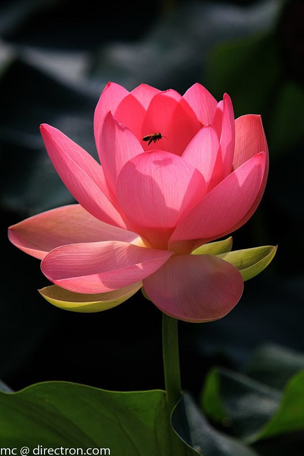 beelotus蜂莲花
