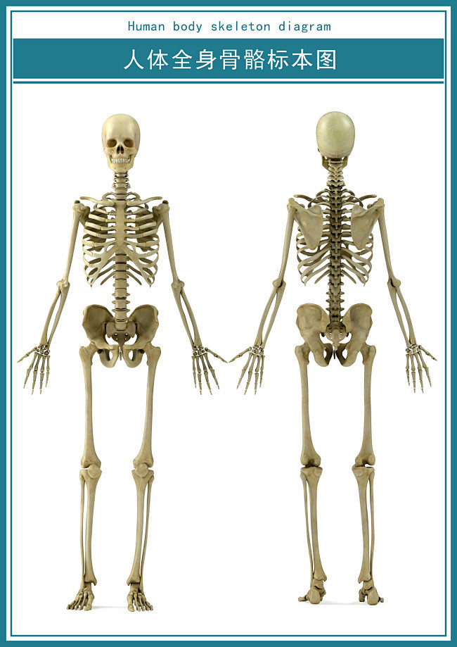 骨骼型排版图图片