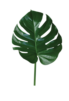 油炸大蜗牛采集到植物素材