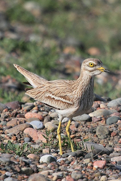 鸻形目石鸻科石鸻属欧石鸻