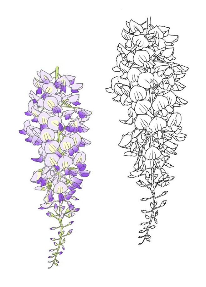 藤萝花简笔画图片图片