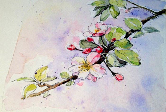 水彩花鸟图-花瓣网|陪你做生活的设计师