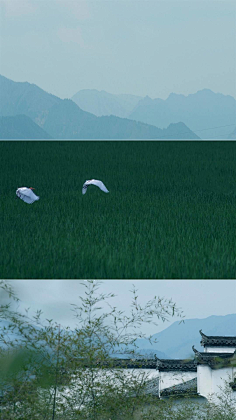 二十四歌采集到二十四歌