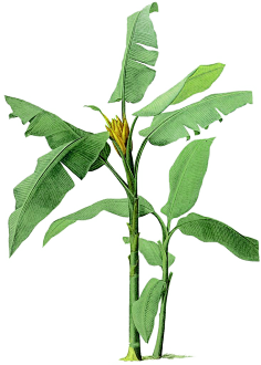 荼马采集到素材 - 植物
