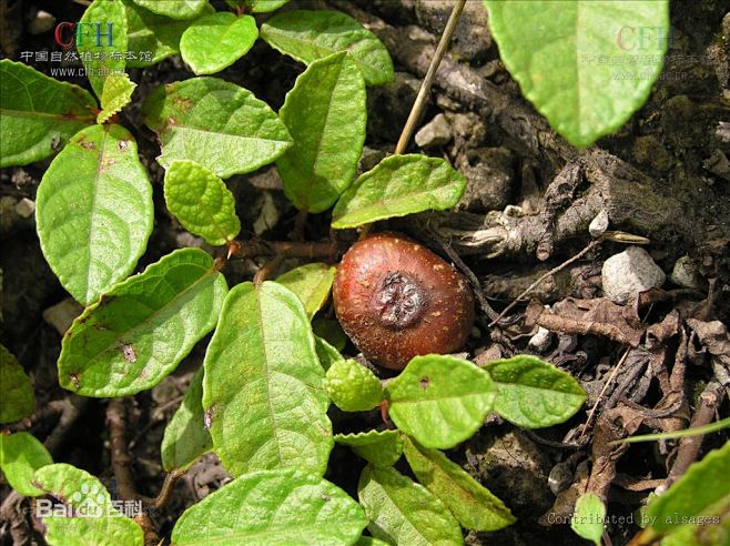 野地瓜拉丁学名ficustikouabureau又叫地瓜泡全株有乳汁长达10余米匐