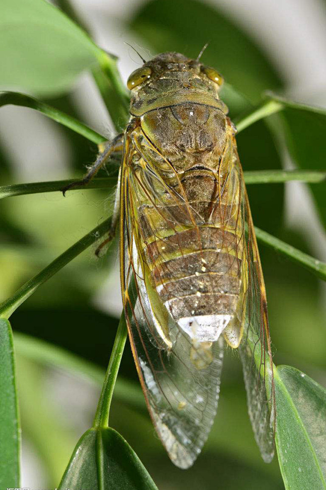 同翅目蝉科蝉属蚱蝉