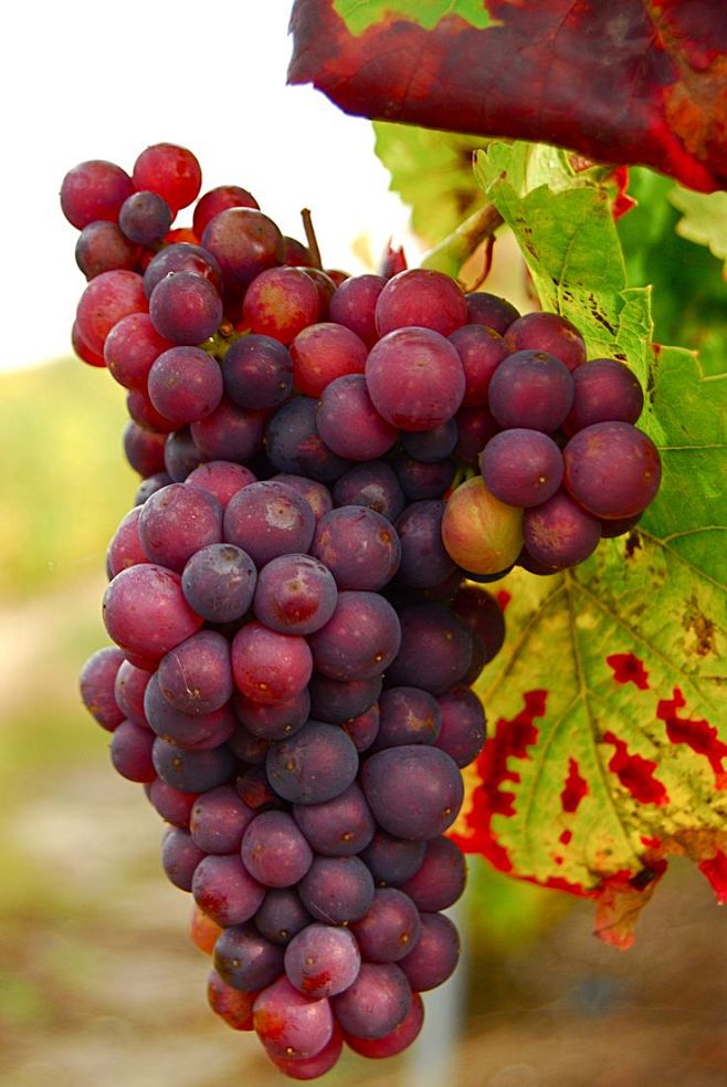 grapes