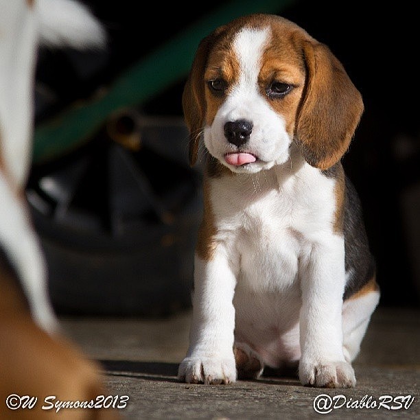 mylittlenaughtybeaglepuppy