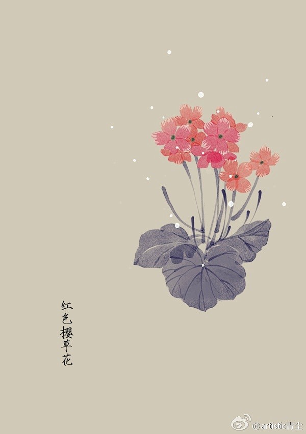 365天生日花 4月28日红色樱草花 Primrose 花语 不悔