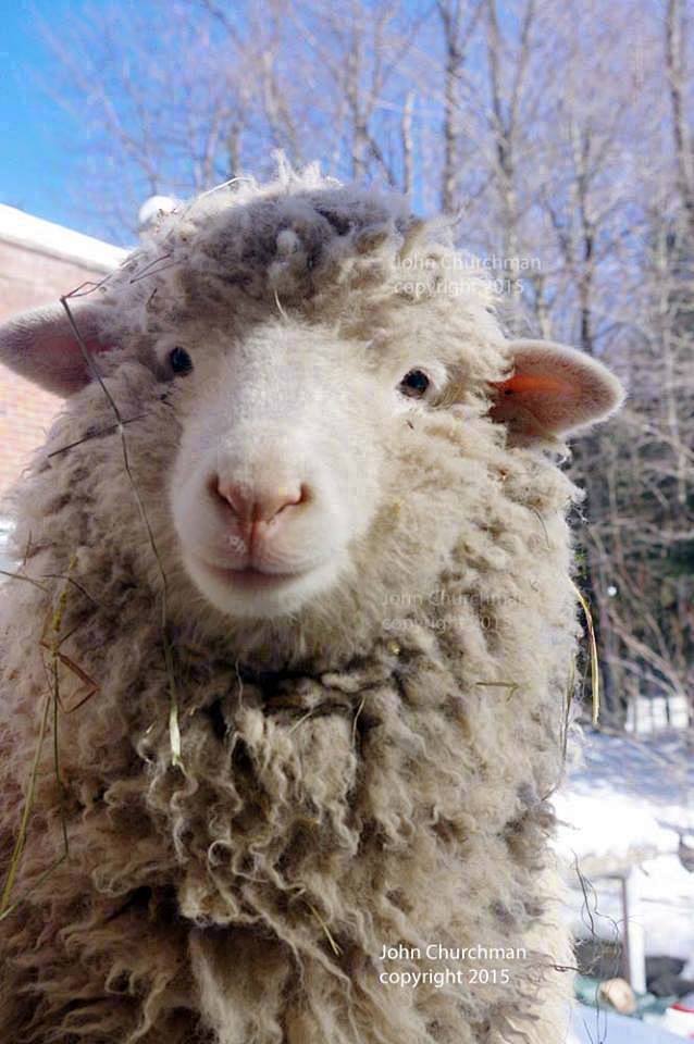 一只名叫sweetpea的羊咩咩可爱到爆了viafacebooksweetpeafriends67