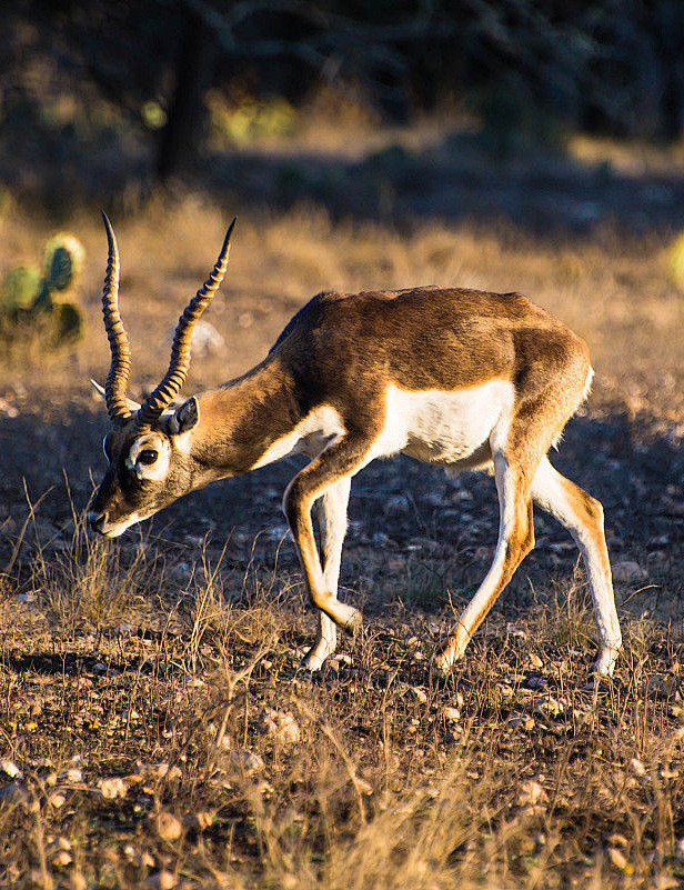 偶蹄目反刍亚目牛科羚羊亚科印度羚