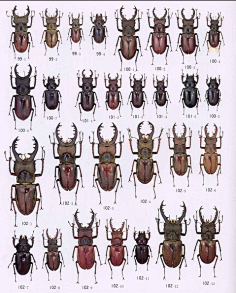 甲虫种类 名称图片