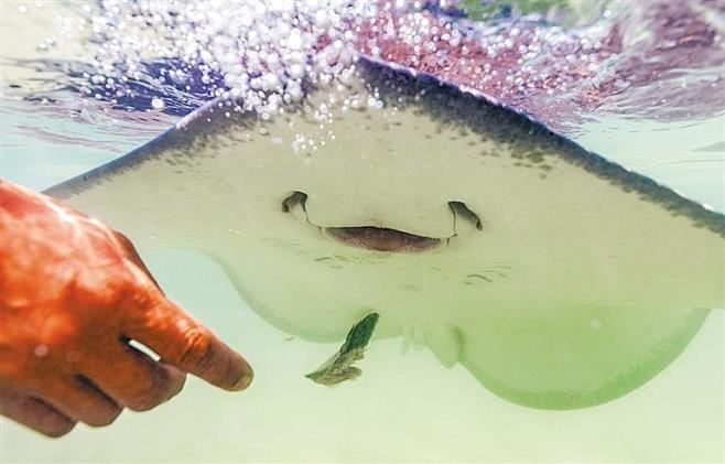 分界洲岛鳐鱼互动