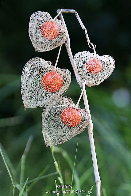 花语春华秋实自然美红彤彤的菇凉你喜欢吗酸浆锦灯笼红菇娘锦灯笼图片