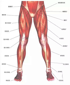 难逃意外采集到腿部肌肉
