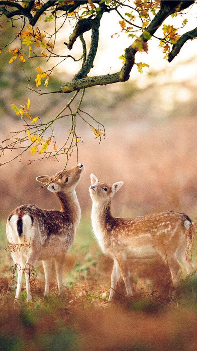 呦呦鹿鸣食野之苹